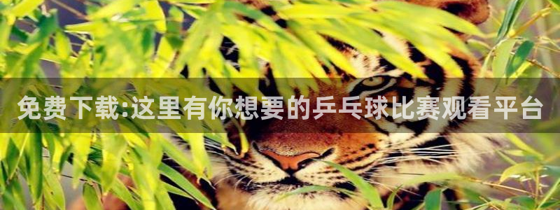 雨燕360体育直播高清完整版