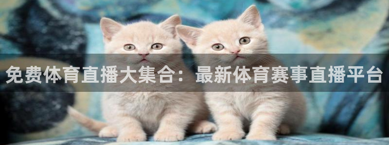 雨燕360足球直播免费观看